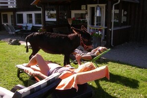 Eine Person liegt auf einer Liege, während ein Esel daneben steht.