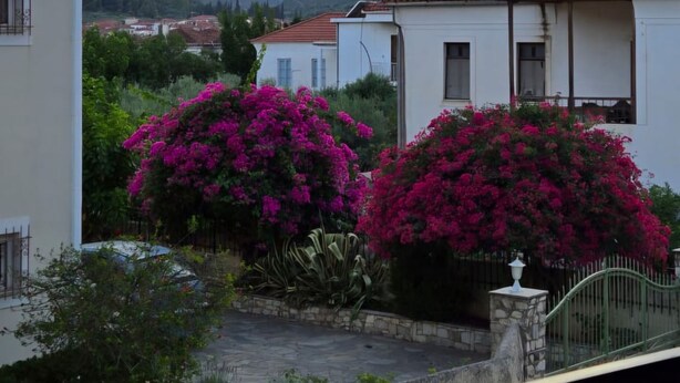 Ein Wohngebiet mit weißen Häusern, einem Balkon und pinkfarbenen Bougainvillea-Pflanzen.