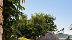 A backyard with a thatched-roof structure, a well-maintained lawn, and a stone wall.