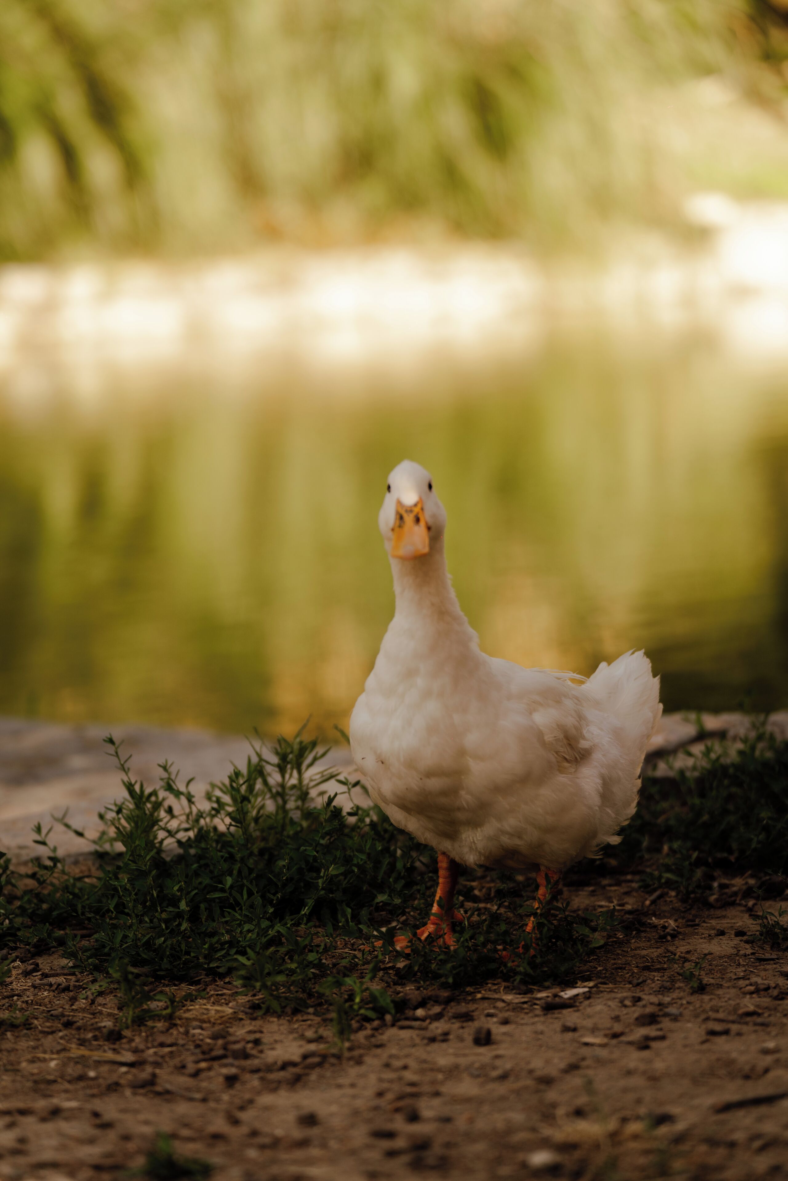 Un pato blanco parado en un sendero de tierra con vegetación al fondo.