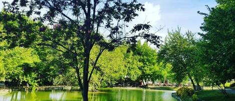 Un parco tranquillo con uno stagno, vegetazione rigogliosa e alberi.