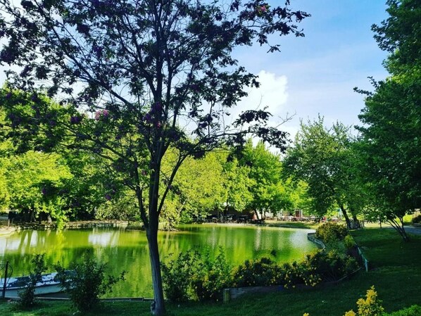 Un parc paisible avec un étang, une végétation luxuriante et des arbres.