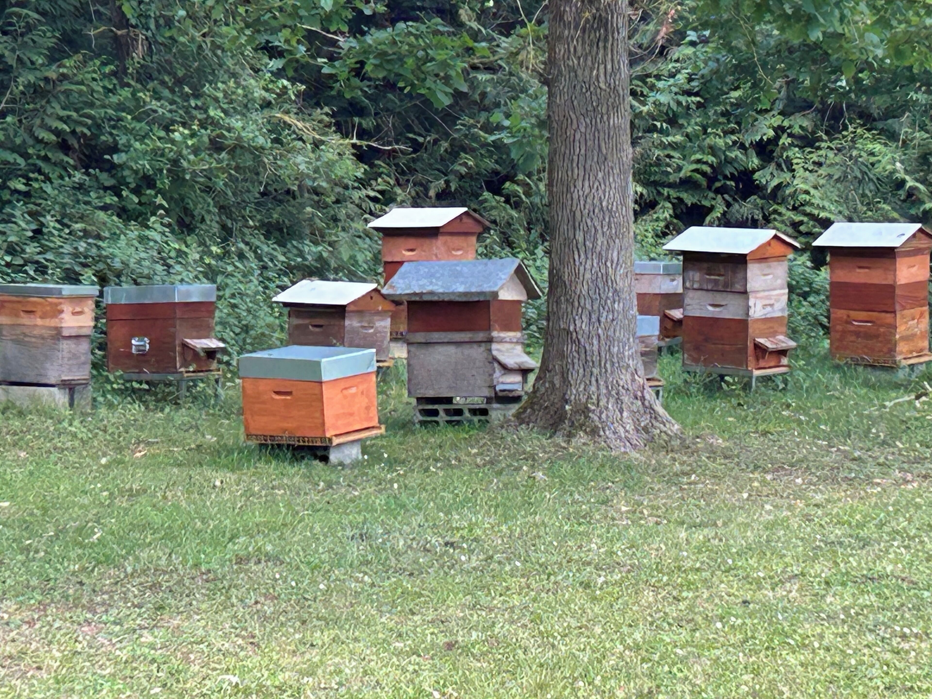 A cluster of beehives in a grassy area with trees in the background.