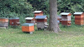 A cluster of beehives in a grassy area with trees in the background.