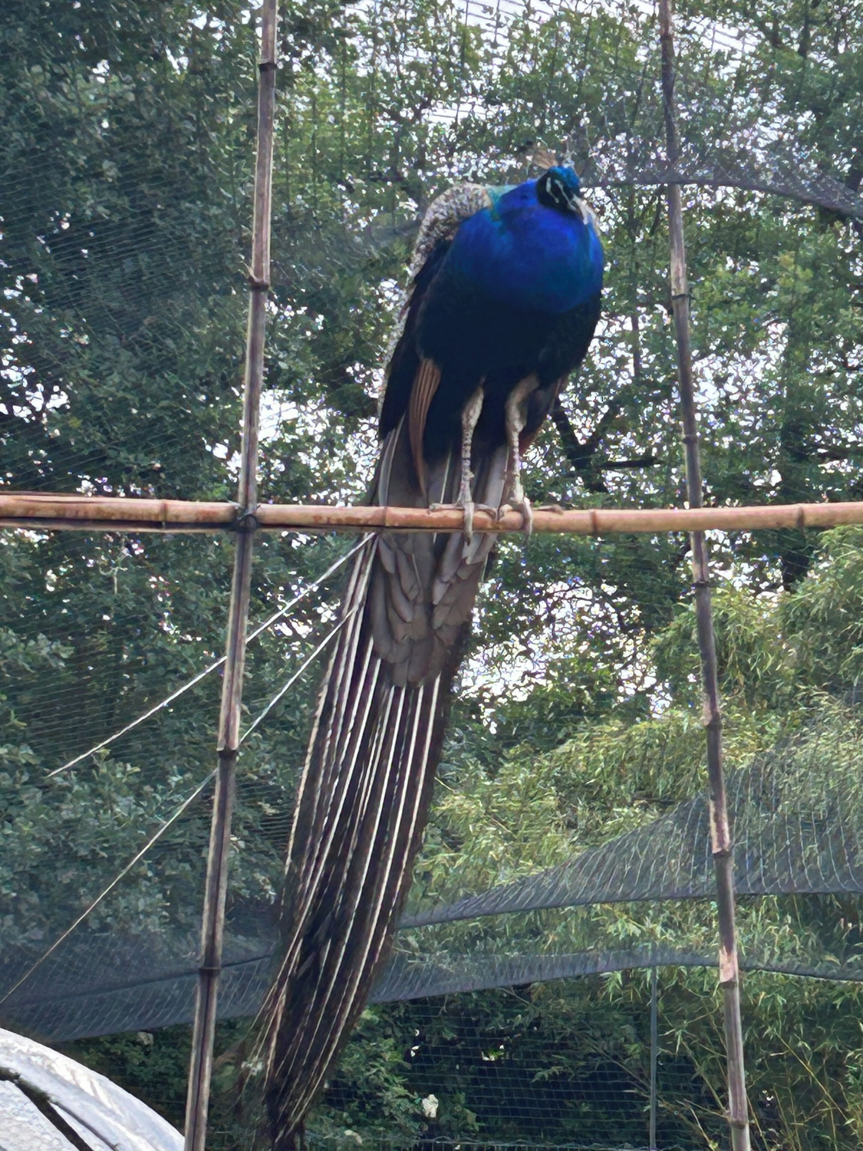 Ein Pfau auf einer Bambuskonstruktion.