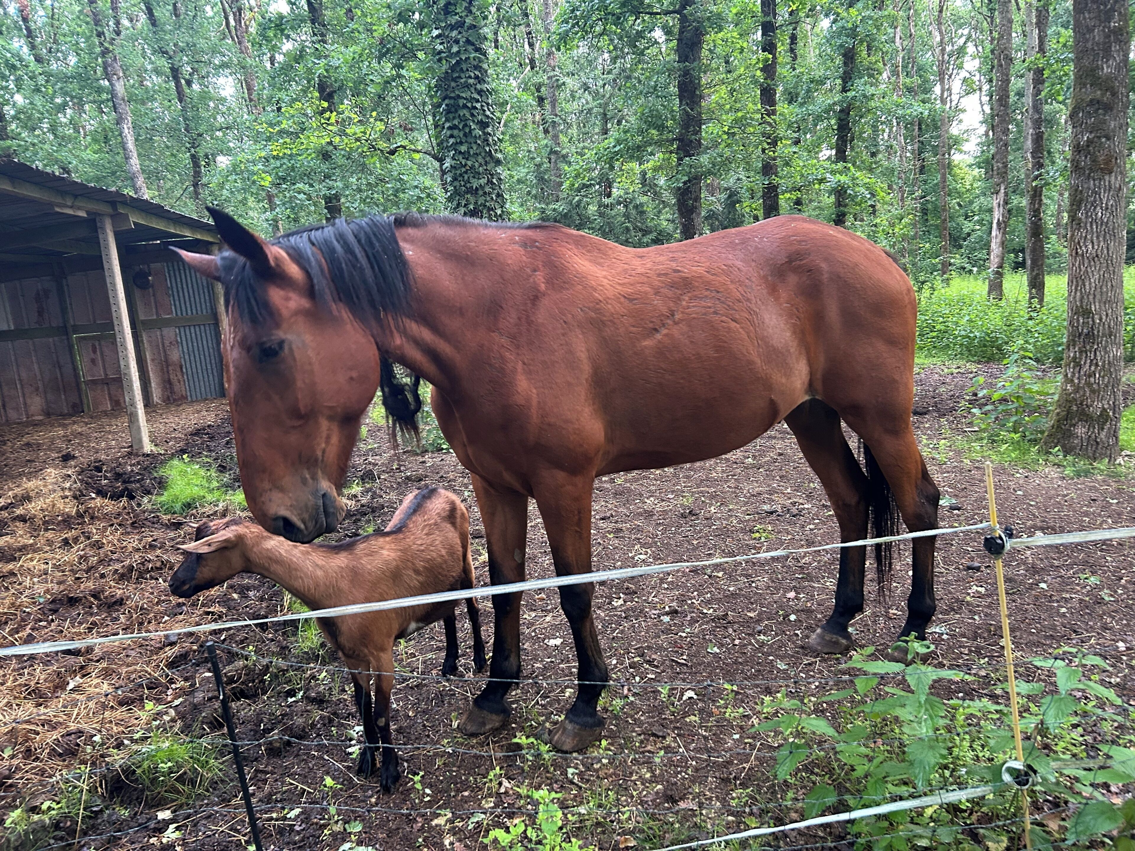 Ein Pferd und ein Fohlen in einem eingezäunten Bereich, im Hintergrund eine Holzhütte.