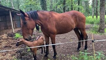 Ein Pferd und ein Fohlen in einem eingezäunten Bereich, im Hintergrund eine Holzhütte.