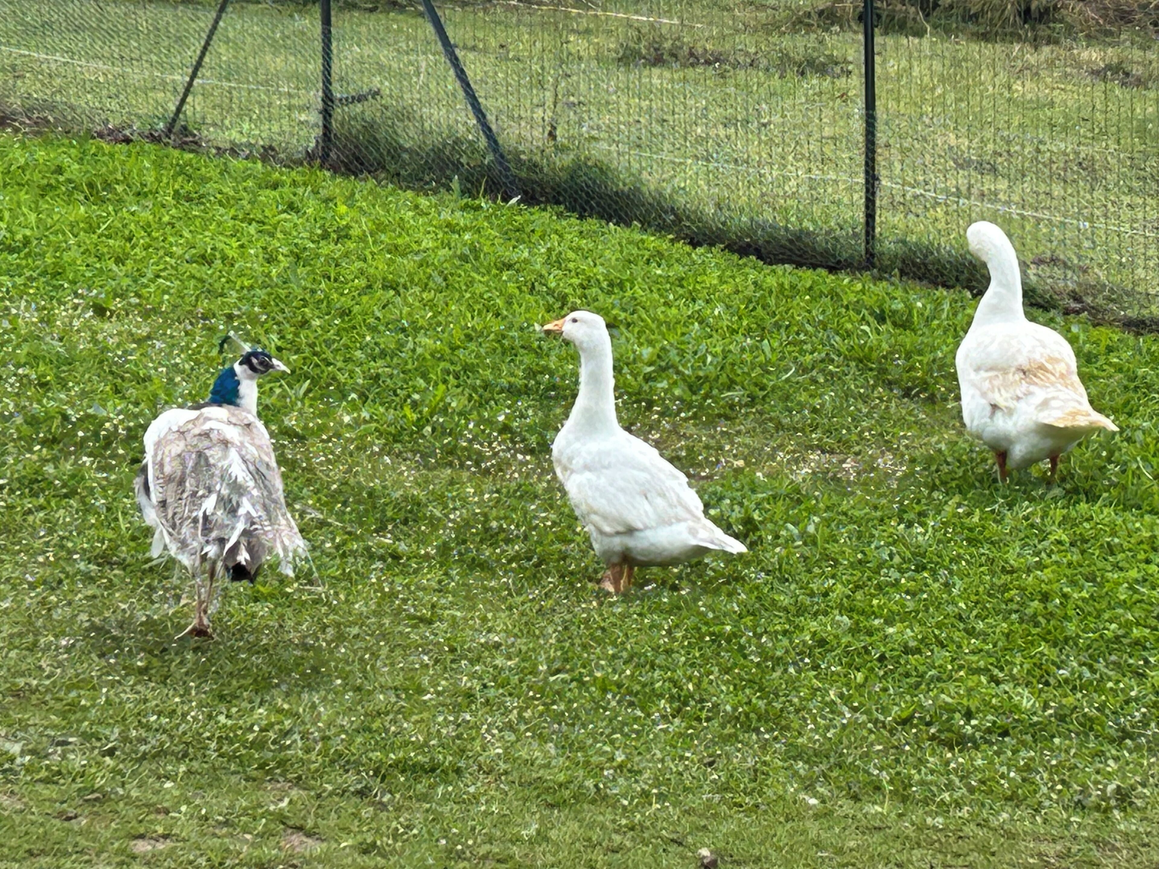 Three birds on a grassy field with a fence in the background.