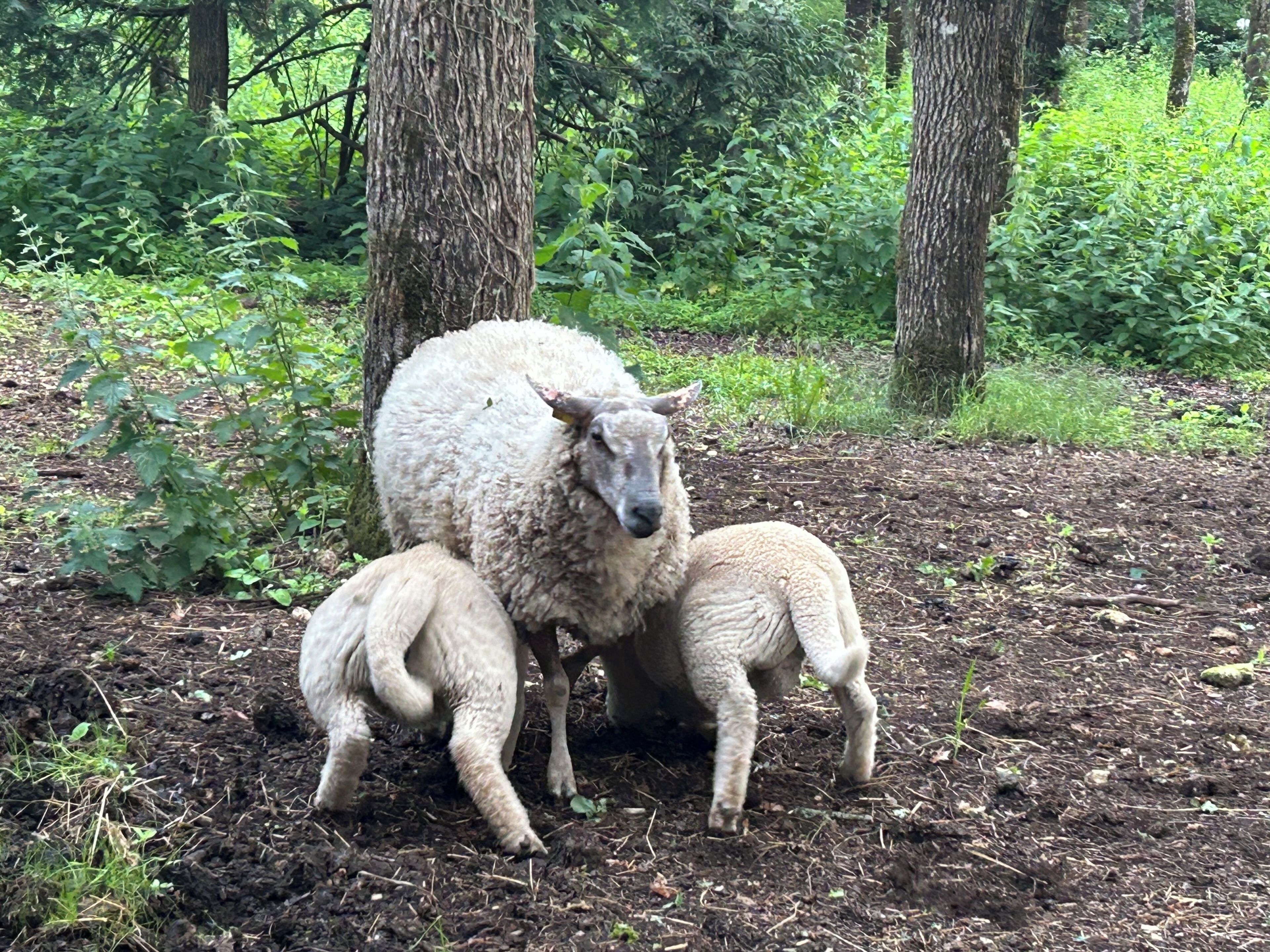 Una oveja con sus corderos en un área boscosa.