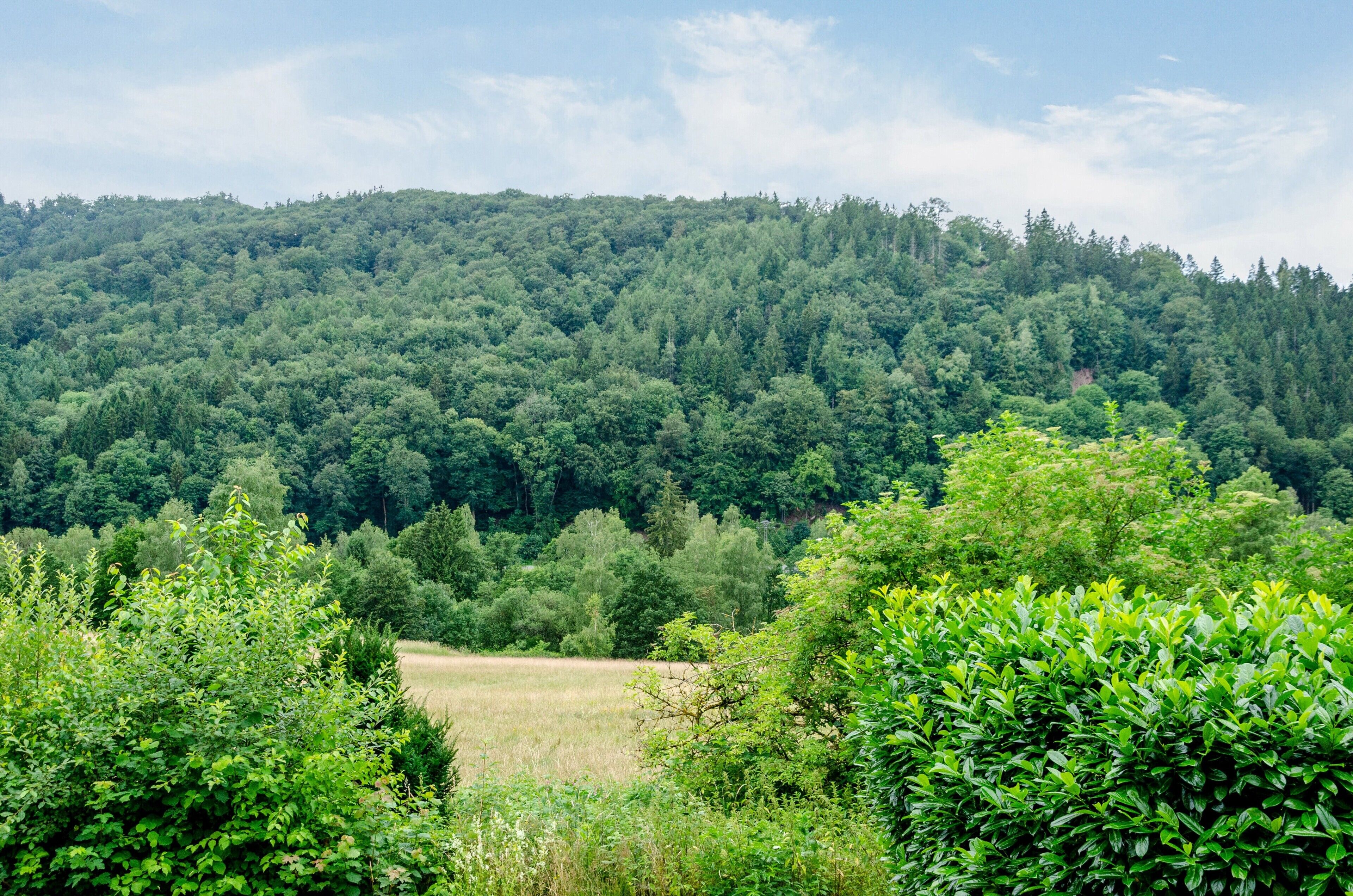 A forested hillside with a field in the foreground.