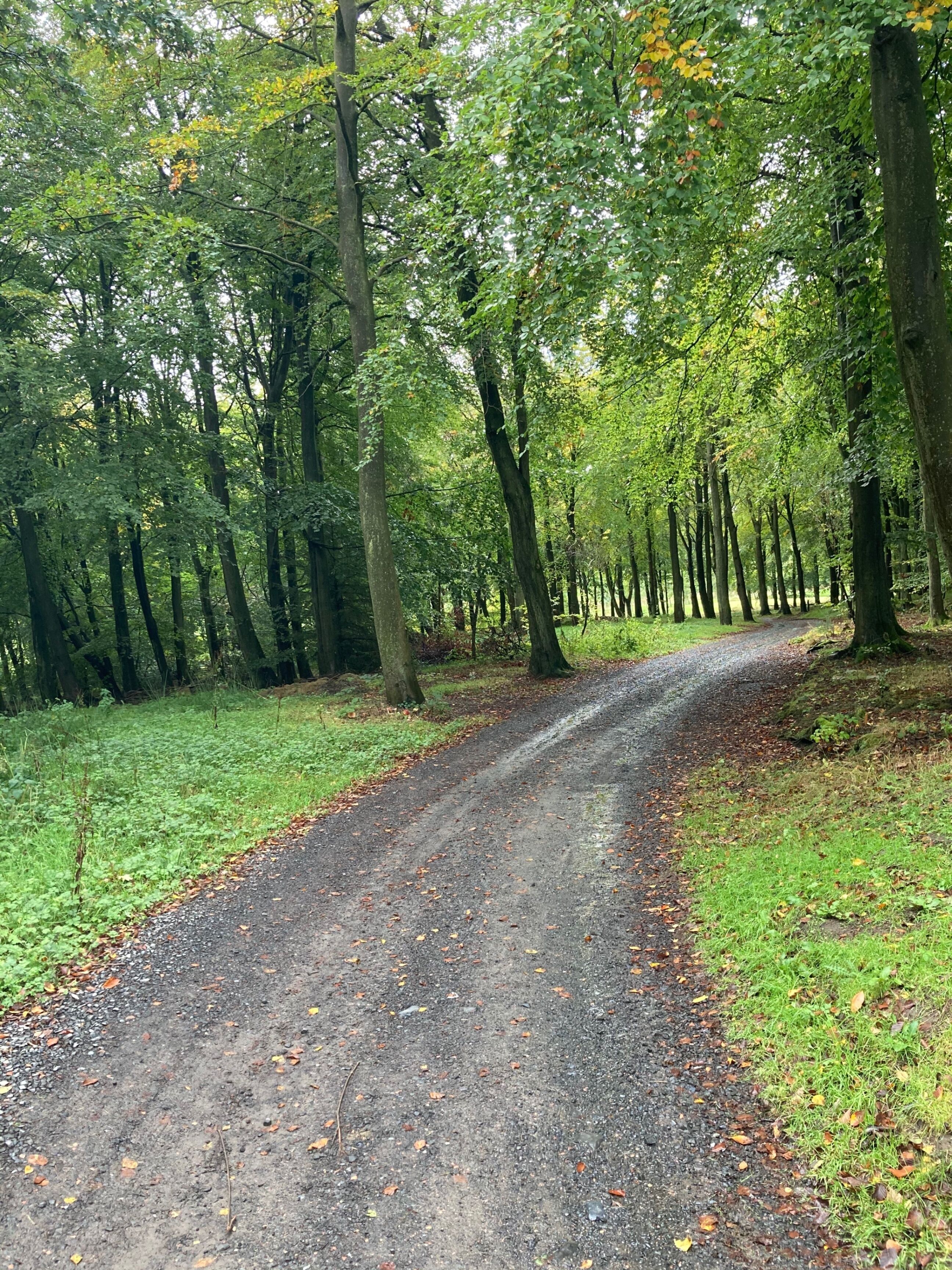 A forested area with a gravel path.