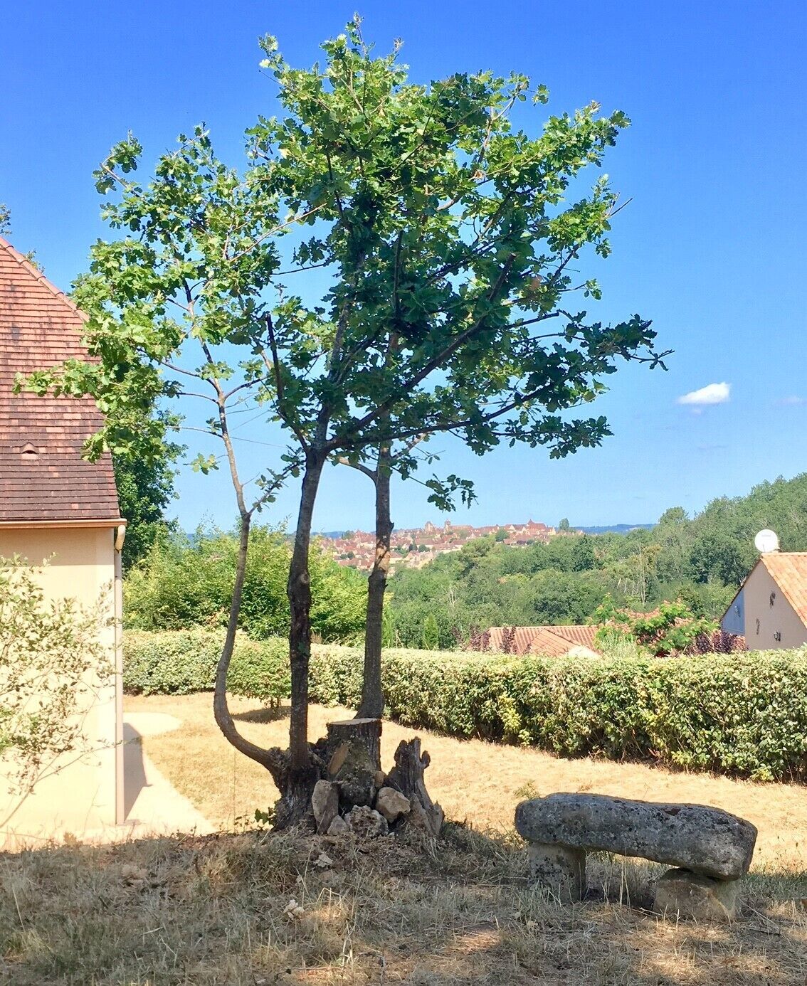 Un arbre avec un banc en pierre, situé dans un cadre rural.