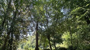 Un chemin de gravier traverse une zone boisée, avec des arbres et une clôture en arrière-plan.