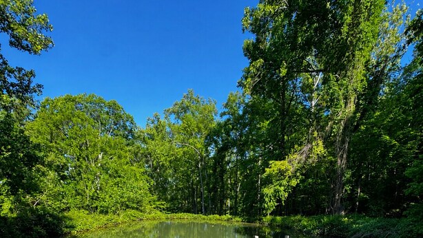 A tranquil pond surrounded by lush greenery and a wooden dock. - Private 12-Acre Mountain Retreat - Hot Tub, Pond & Creek minutes from Asheville (Weaverville)
