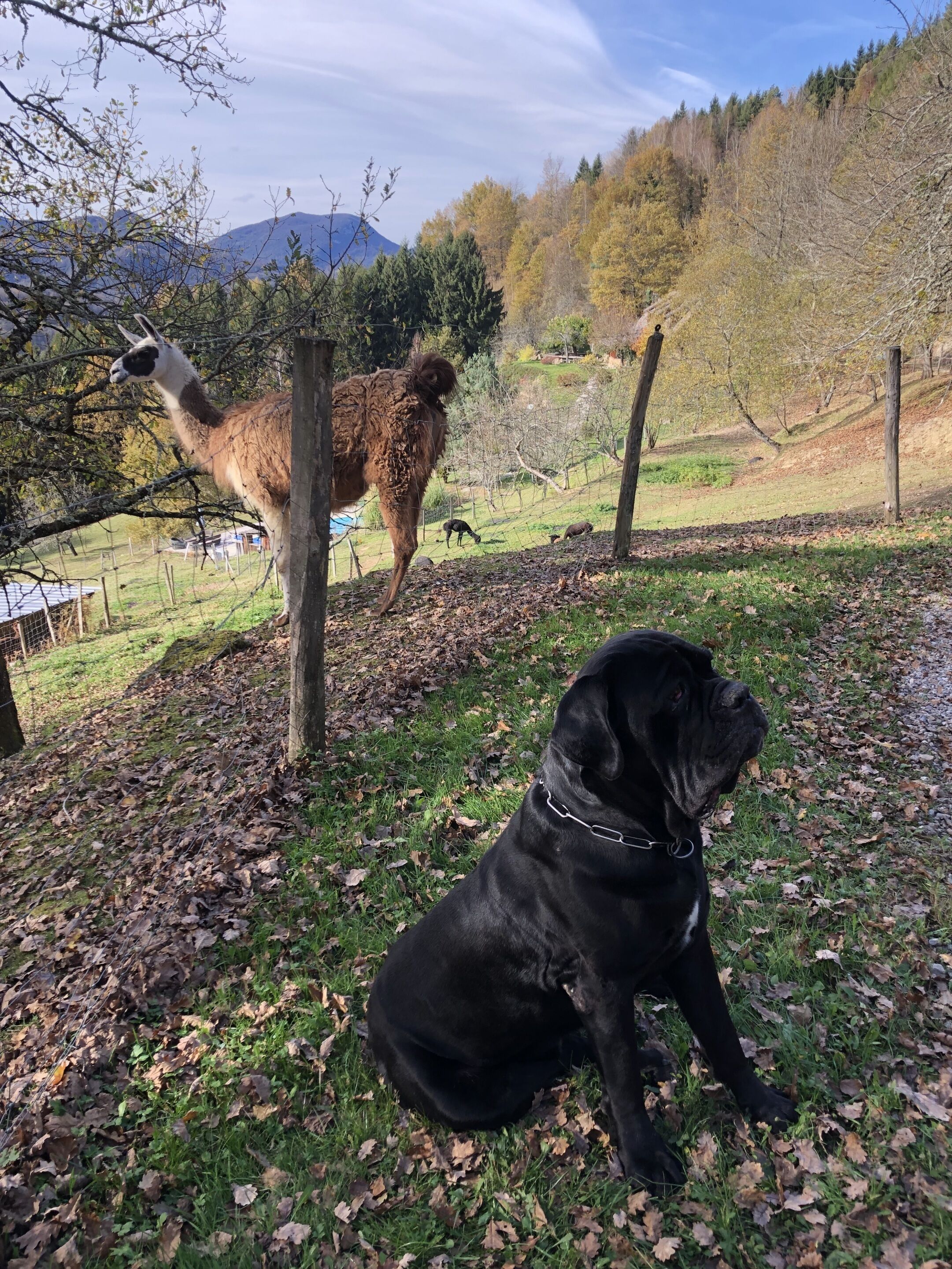 Un perro negro sentado sobre la hierba con hojas caídas, una llama detrás de una cerca y un paisaje montañoso al fondo.