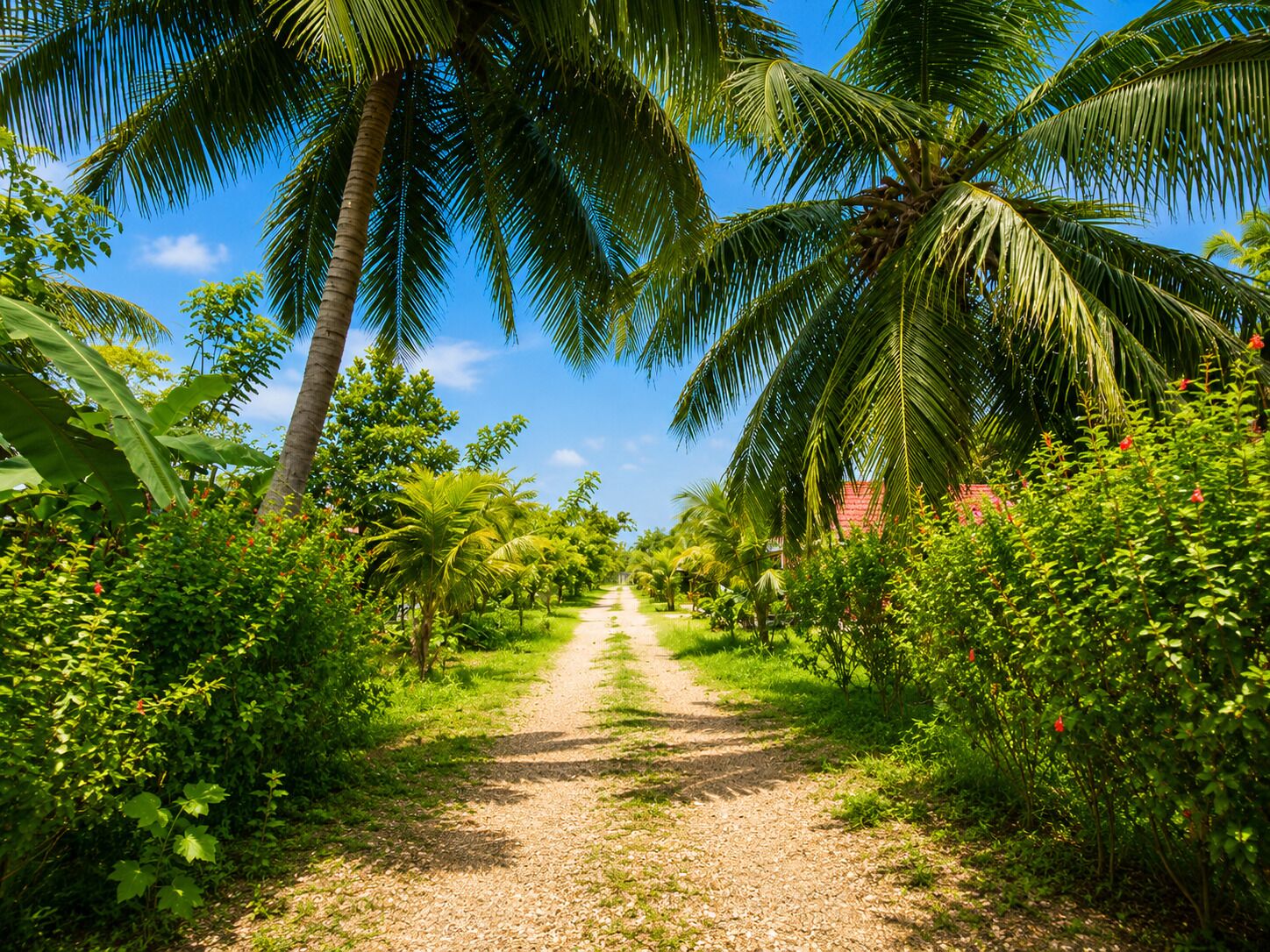 A pathway surrounded by lush greenery and palm trees.