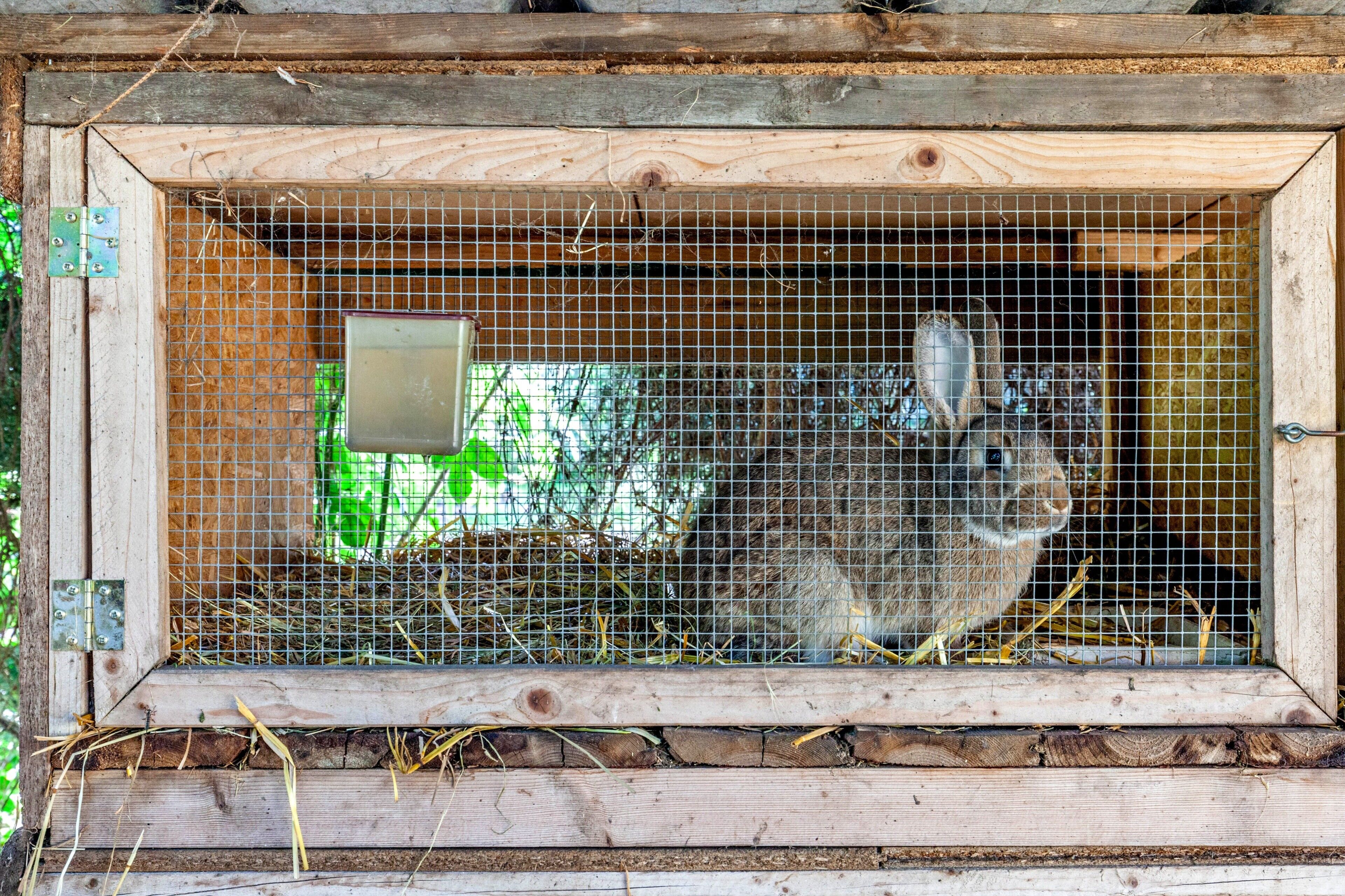 A wooden rabbit enclosure with a wire mesh, straw bedding, and a metal latch.