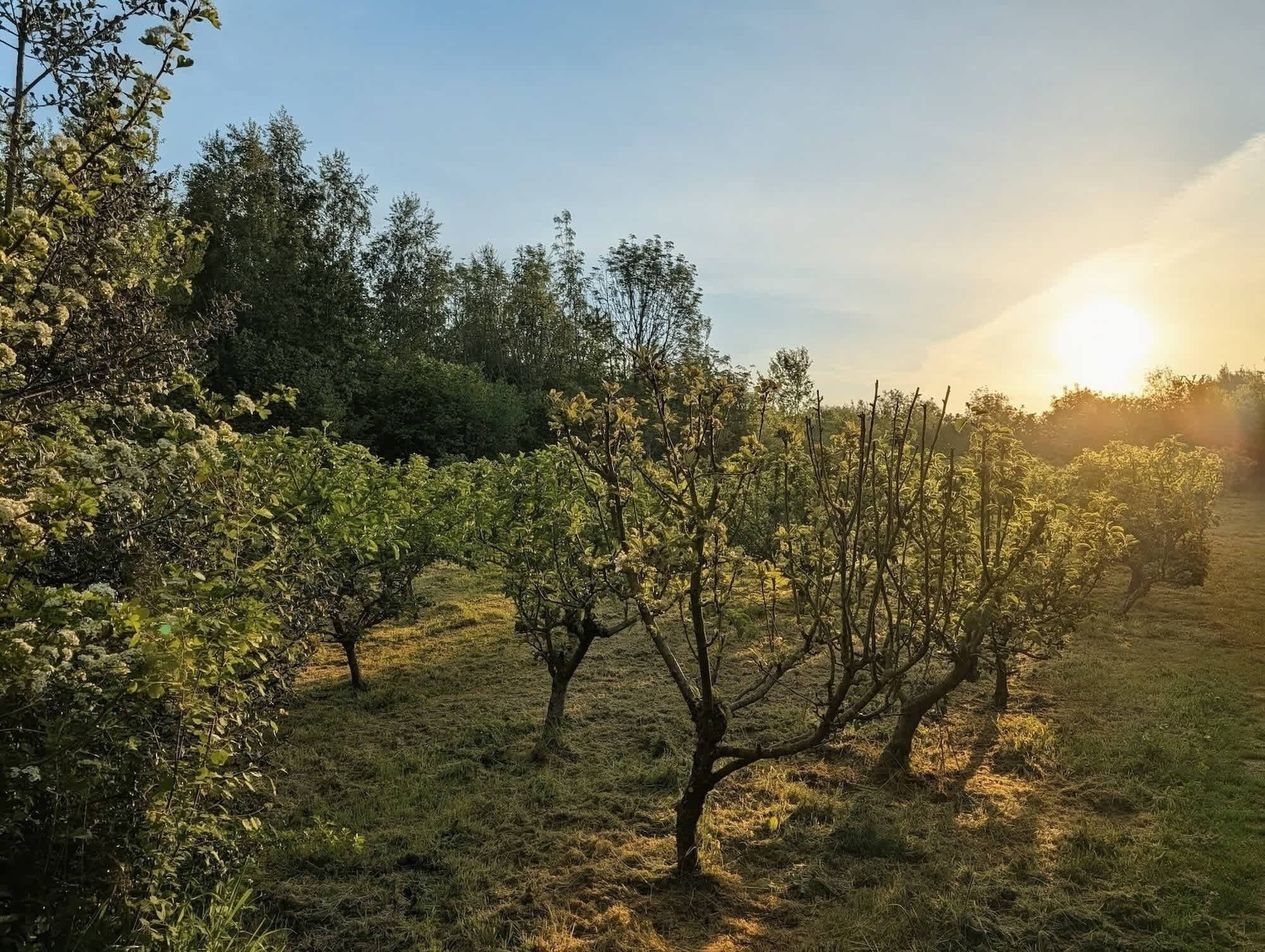 An orchard with rows of trees and a clear sky.