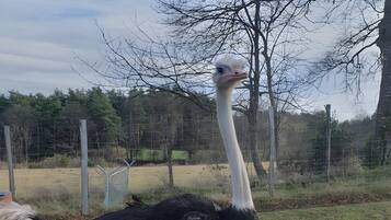 An ostrich in a fenced enclosure with grass and trees in the background.