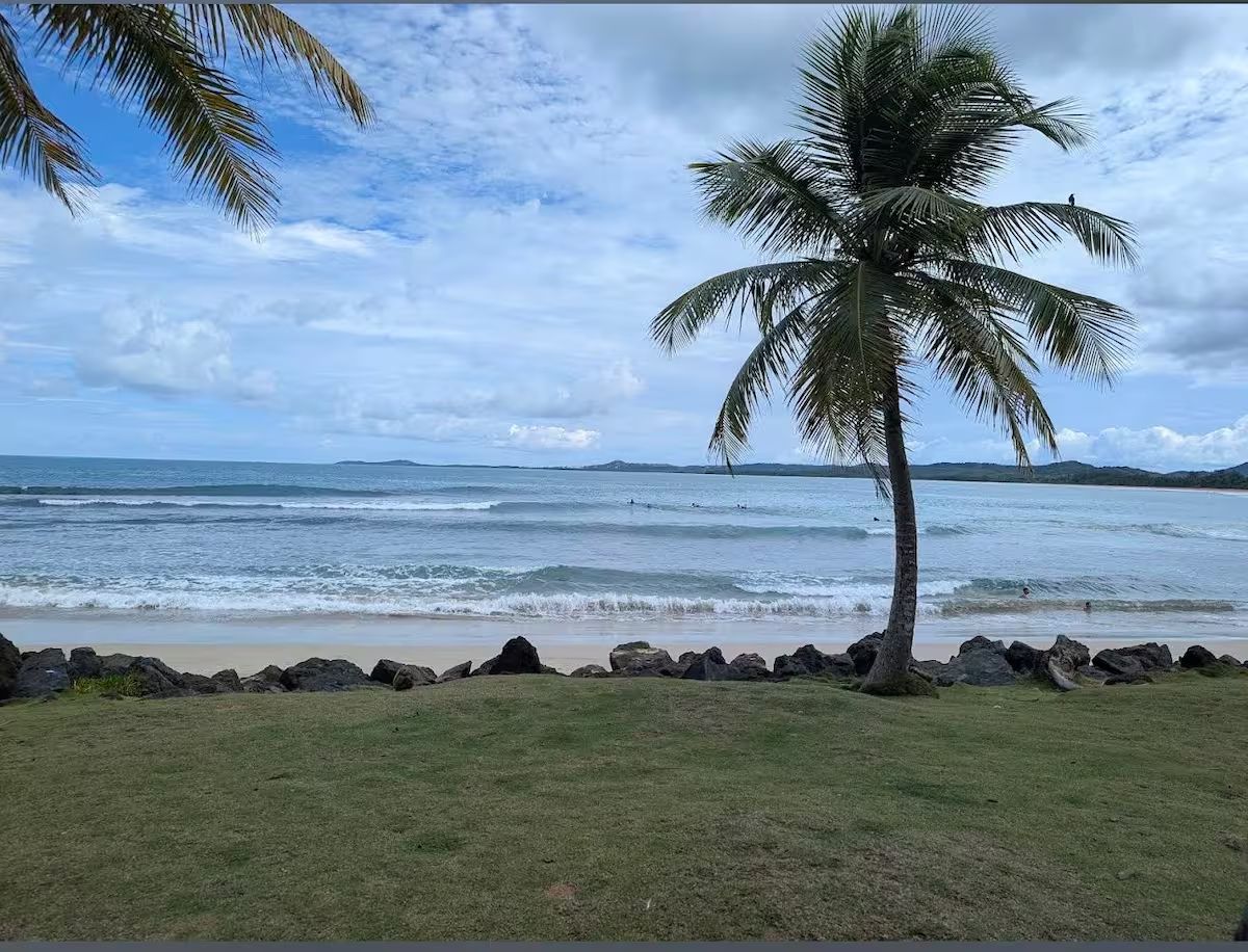 A beach with a palm tree and ocean waves.
