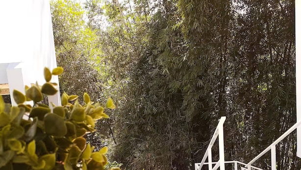 A wooden deck with a potted plant, white railing, and dense foliage in the background. - Maricao+ Escapada Tranquila+ Privado+Self Check-in (Maricao)