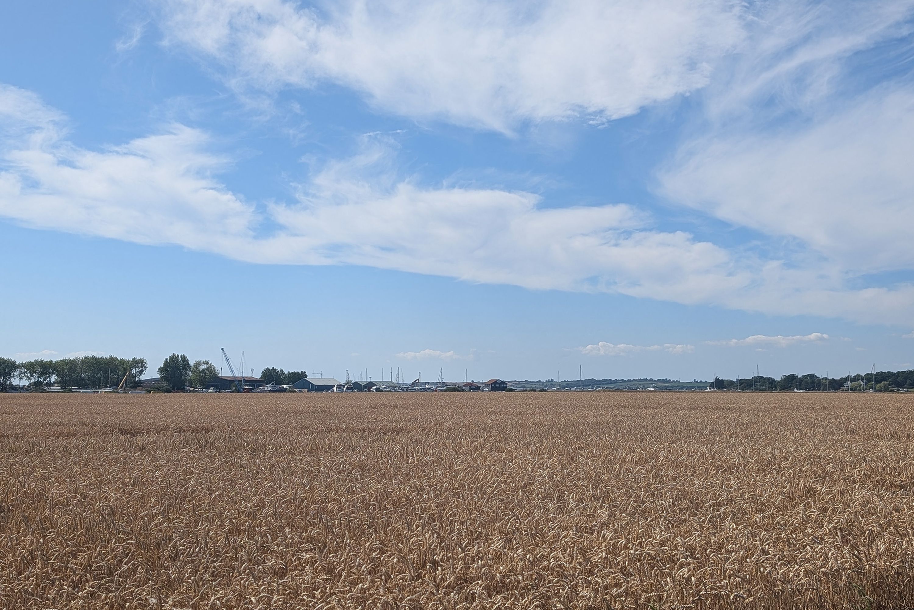 A vast field of mature crops under a clear sky.