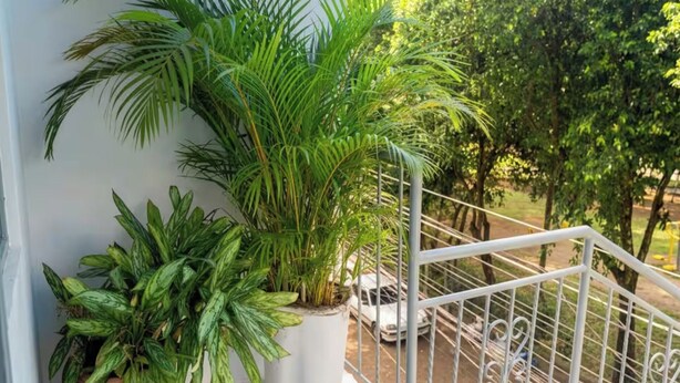 Un balcone con piante in vaso, ringhiera in metallo e vista su una strada e alberi.