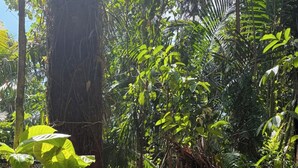 Imej tidak diklasifikasikan, 2 daripada 83, butang