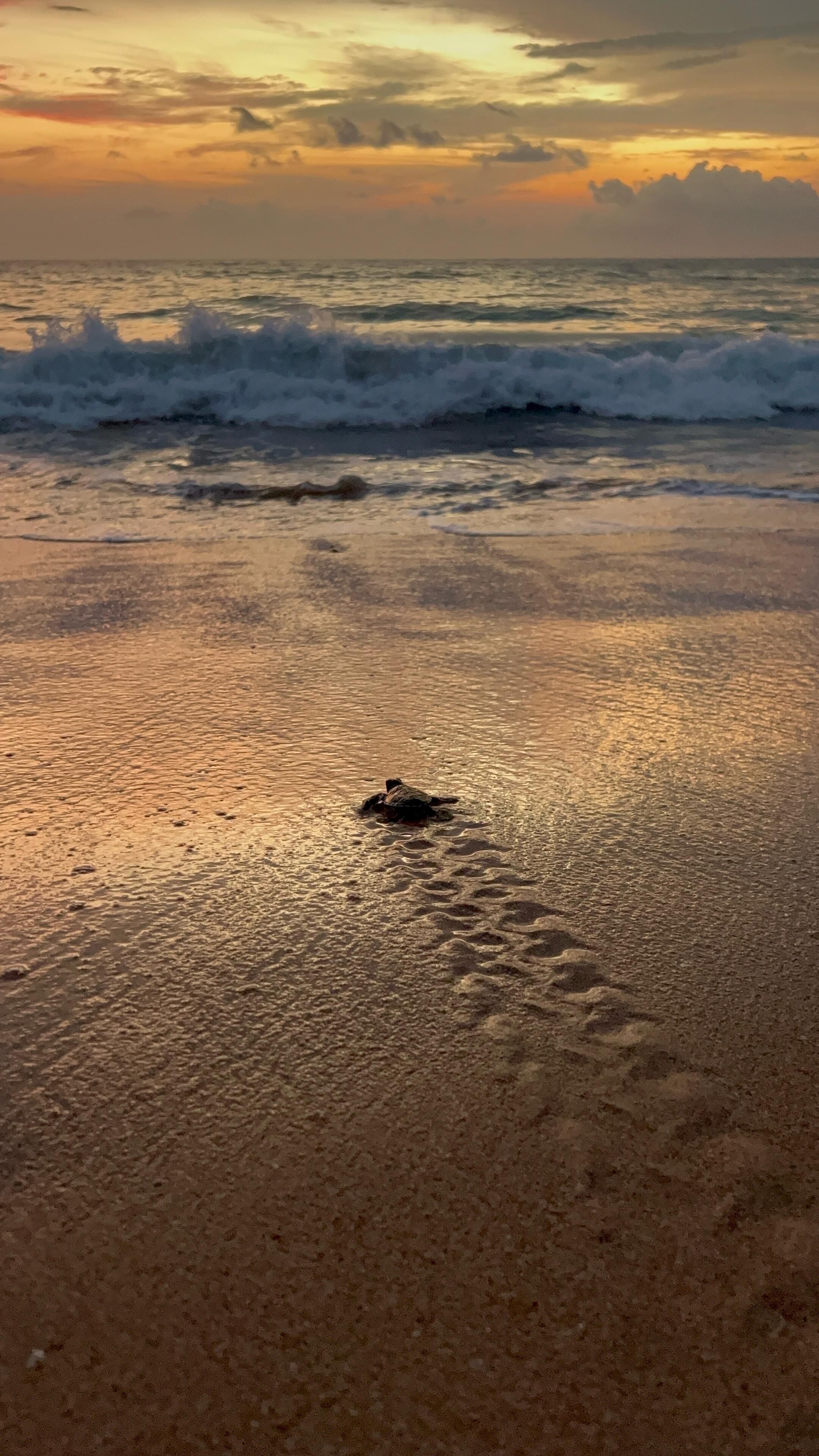 海灘