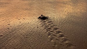 A beach scene with waves and footprints in the sand. - this is turtle paradise, Bentota Sri Lanka (Kosgoda)