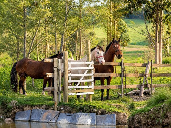 A wooden gate with horses behind it, a grassy area, and trees in the background.