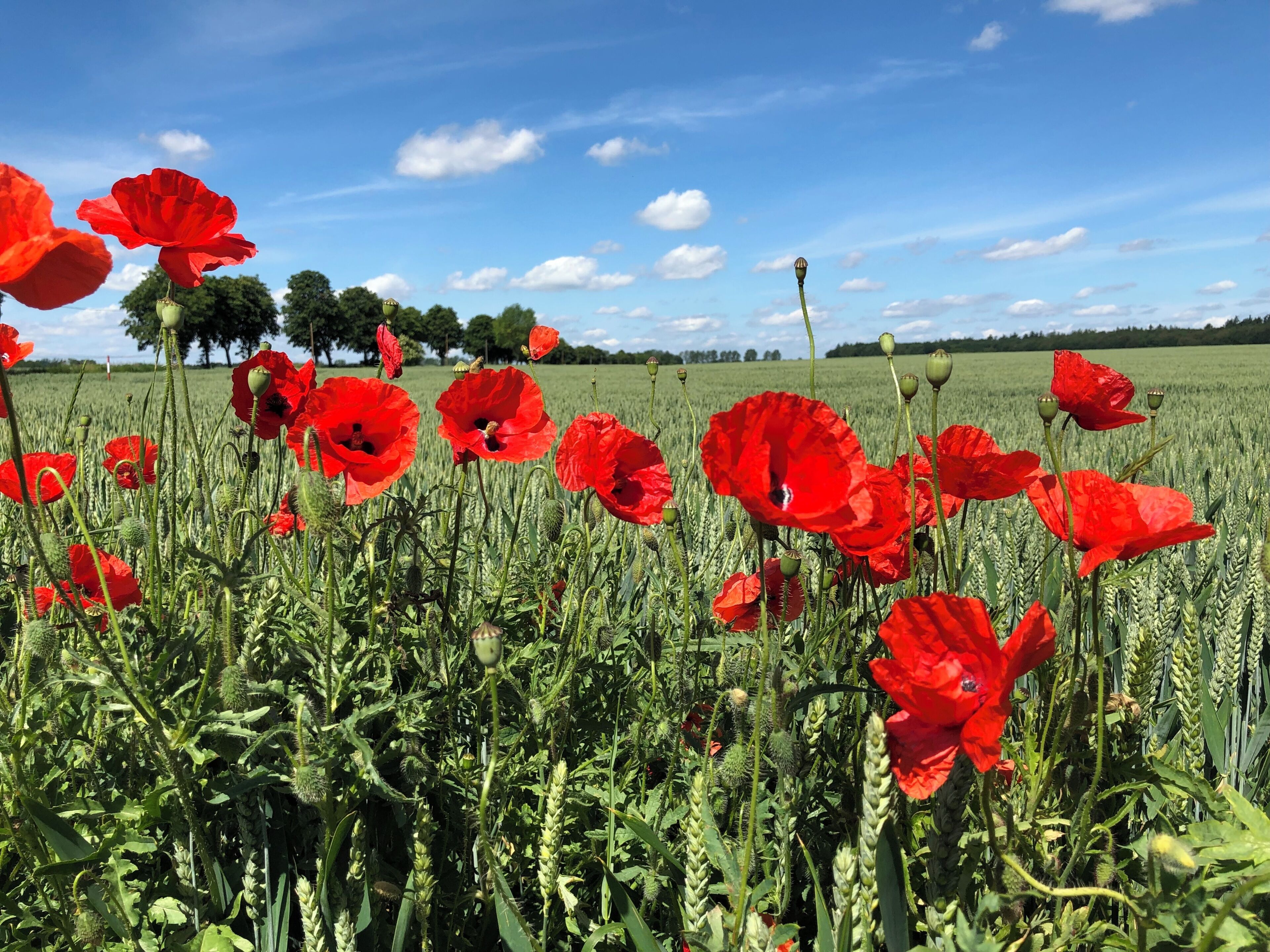 A field of red poppies with a clear blue sky.