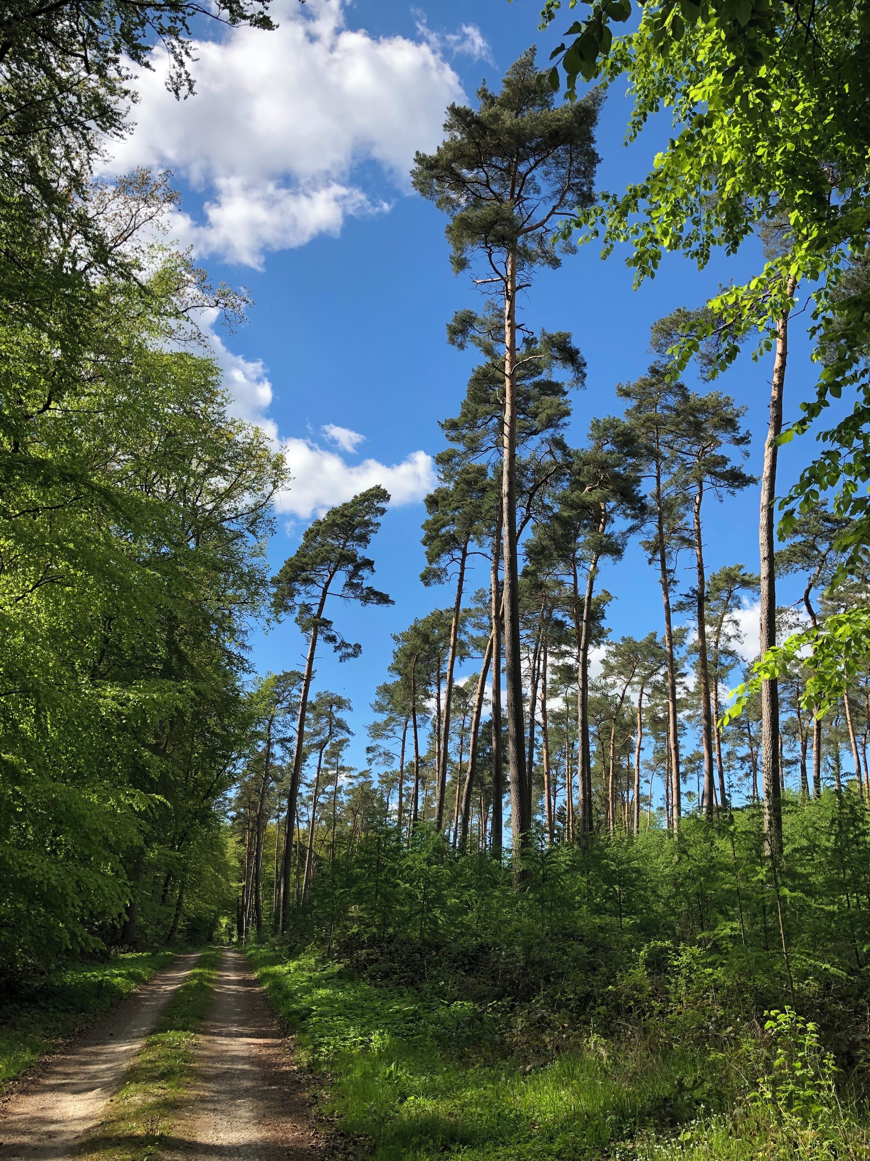 Een bebost pad met hoge bomen en een heldere lucht.