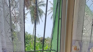 A window with a view of palm trees, a potted plant on the windowsill, and lace curtains. - Fully furnished apartment in Los Patos, 5 minutes from the Rio de los Patos (Los Patos)