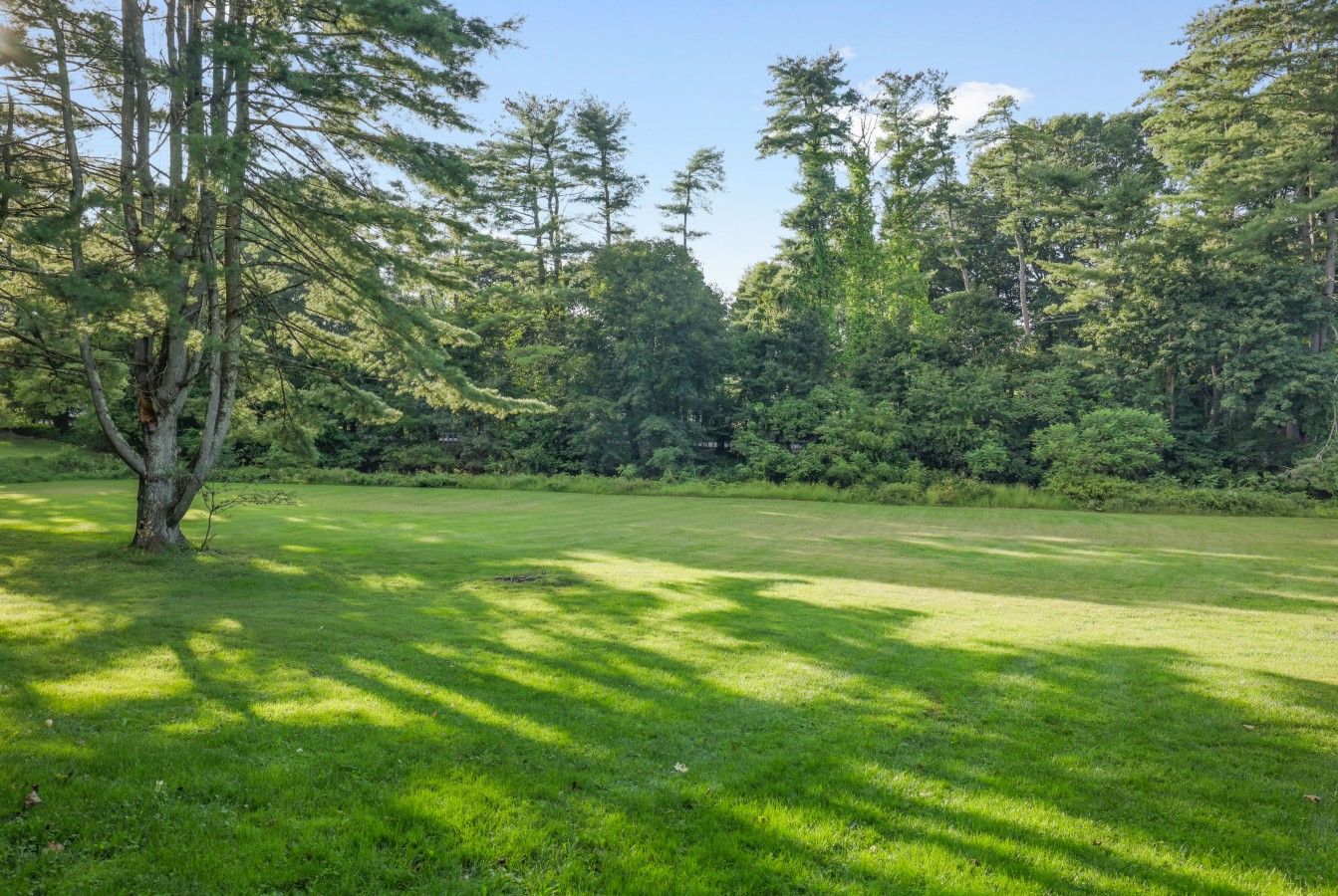 Un campo cubierto de hierba con un árbol y un bosque denso al fondo.