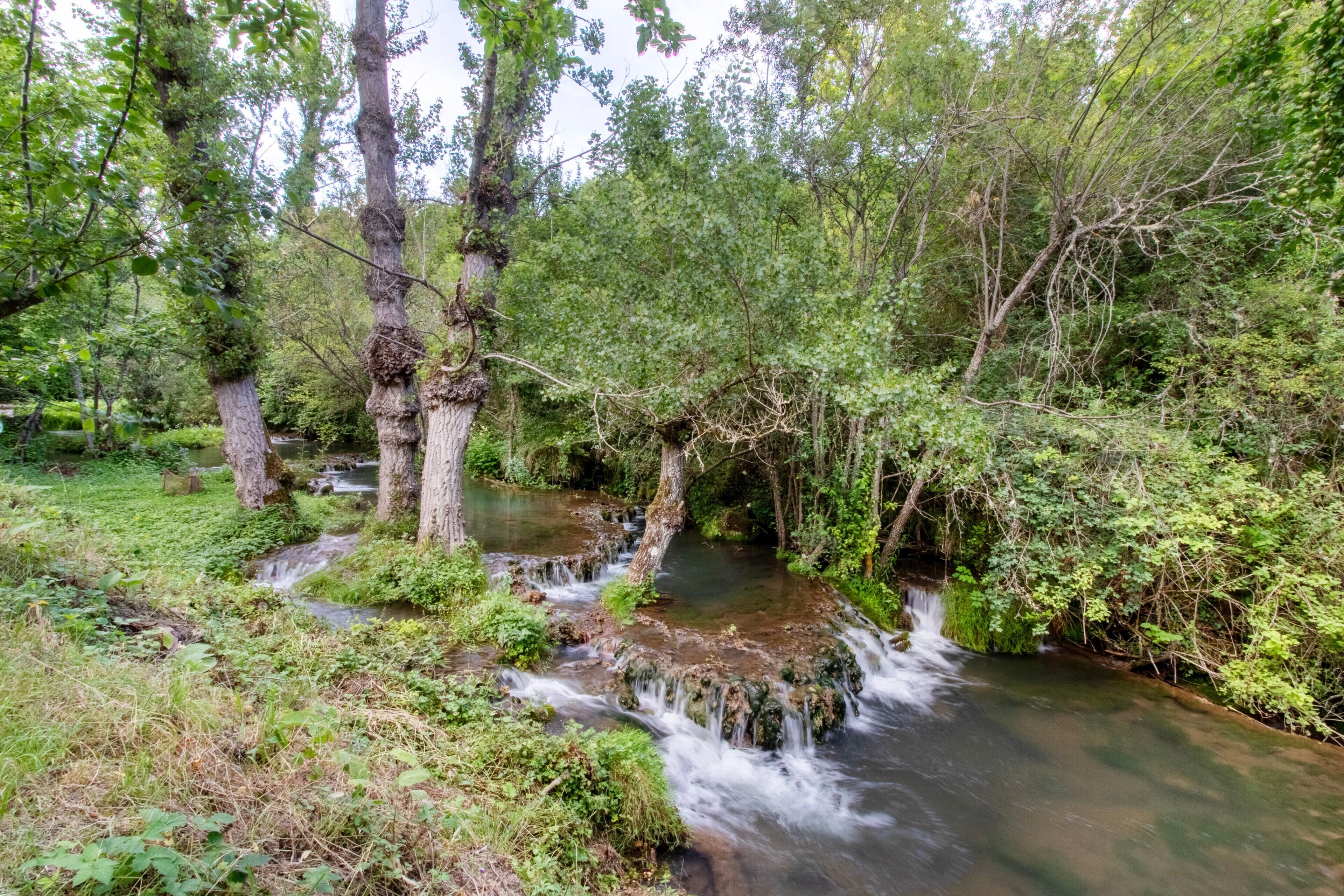 Un paisaje natural con un arroyo serpenteante, abundante vegetación y árboles.
