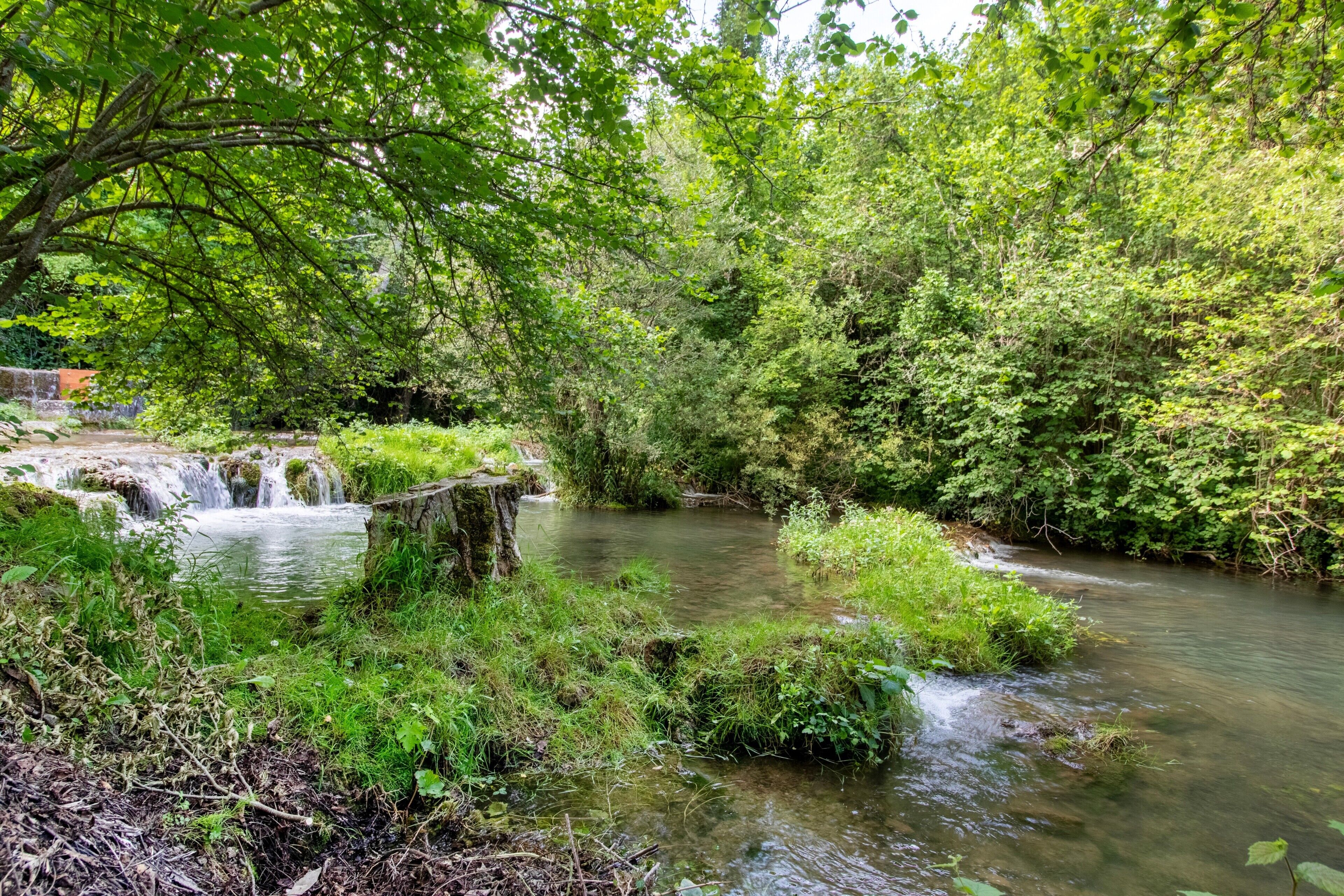 Un paisaje natural con un arroyo, abundante vegetación y un puente de madera.