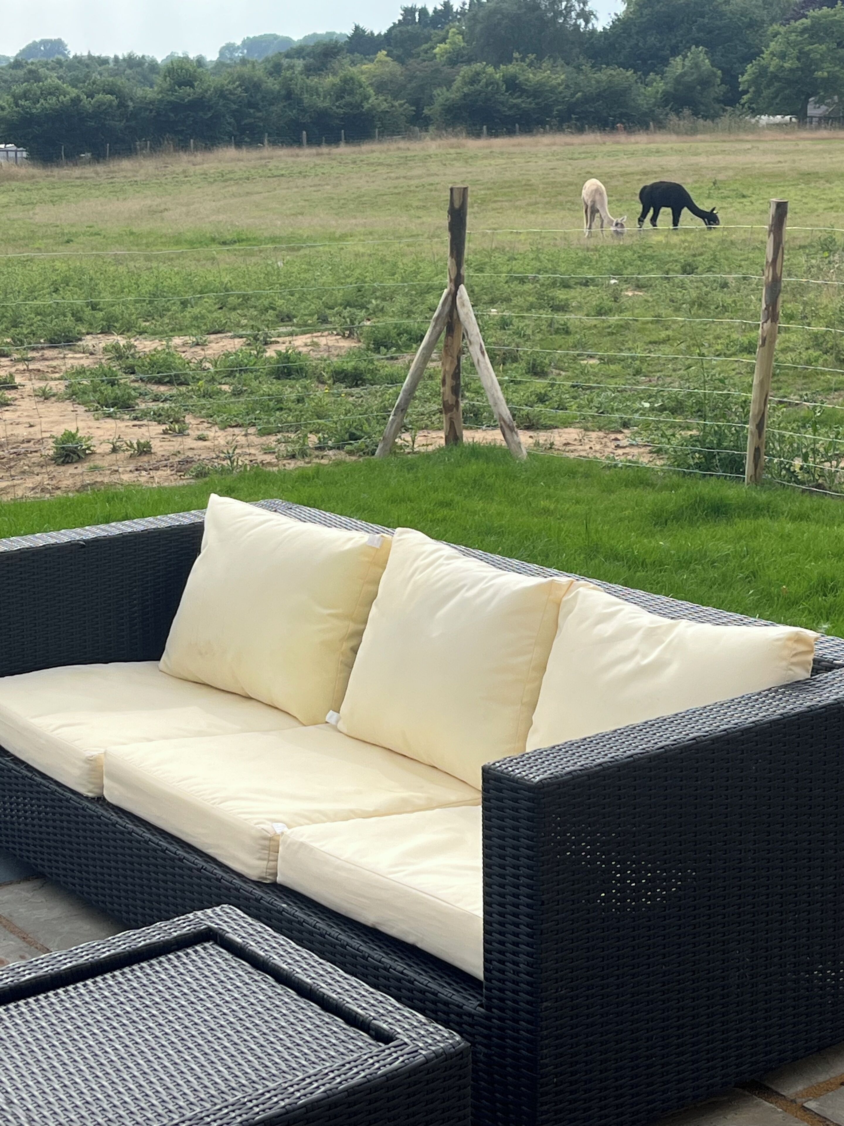 A wicker sofa with cushions, a small table, and a view of a grassy field with animals.