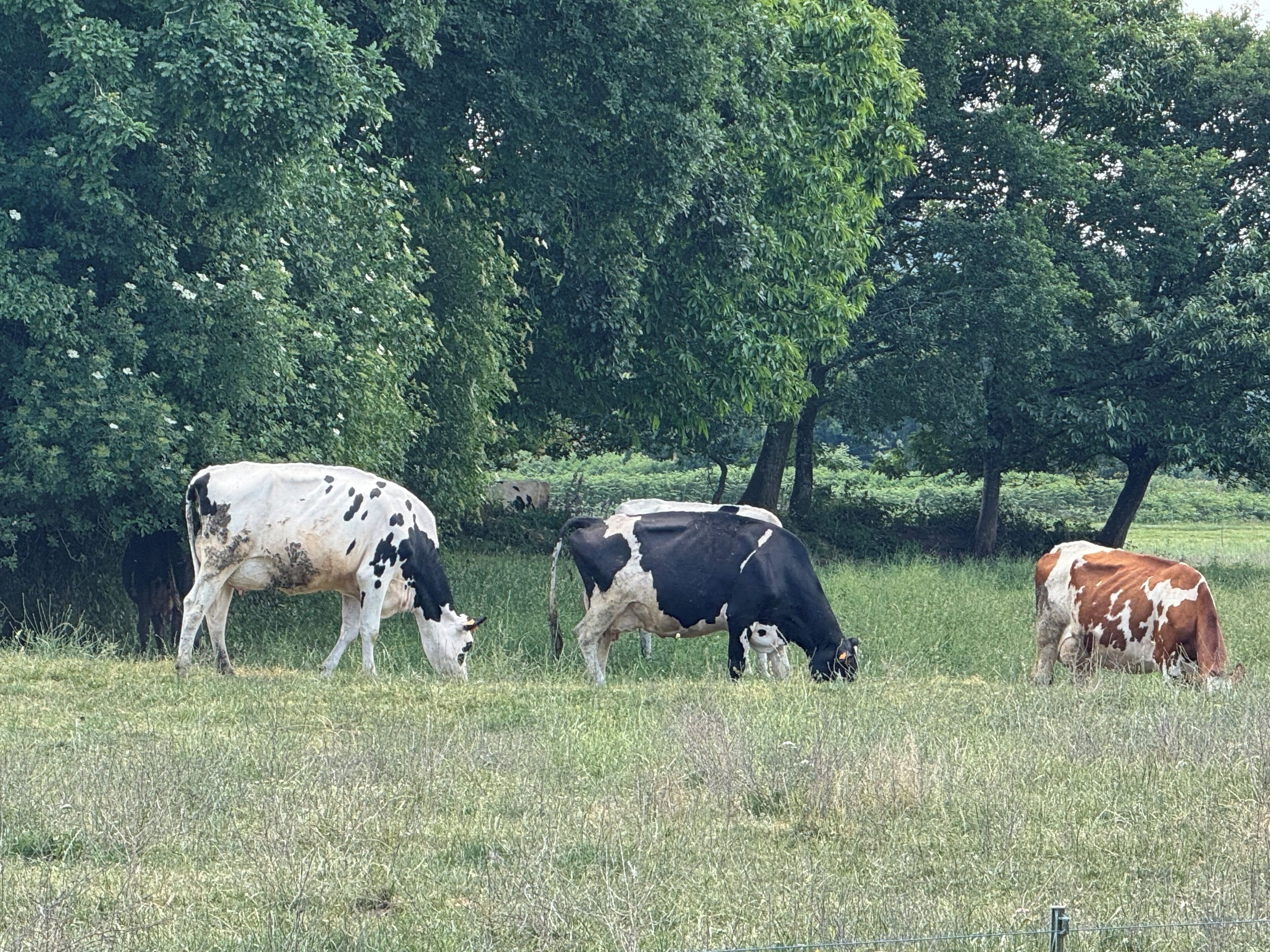 Kolme lehmää laiduntaa ruohikkoisella pellolla, taustalla näkyy puita.