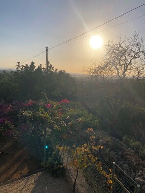 Un jardín con plantas florecientes y un sendero empedrado.