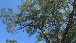 A residential area with a house featuring a garage, a large tree, and a clear blue sky. - Lakefront 3-bedroom house in Sanford (Sanford)