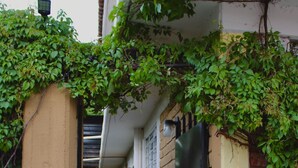 A narrow alleyway with a brick wall on one side and a yellow wall on the other, covered with green foliage. - Luffa Hostel (Oaxaca)