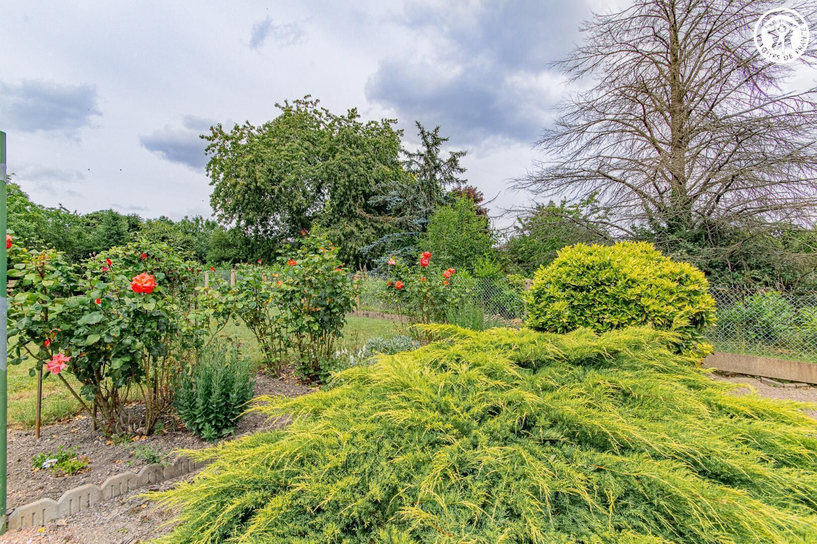 A garden with various plants and a hedge.