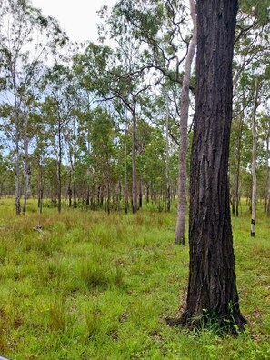 Un paisaje natural con varios árboles y zonas cubiertas de hierba.