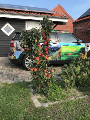 A car parked in a driveway with a tree bearing red apples.