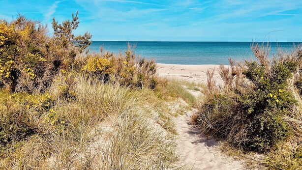 En sandig stig som leder ner till havet, omgiven av torrt gräs och buskar.