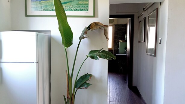 En gang med en potteplante, et køleskab og et indrammet maleri på væggen.