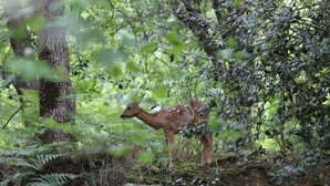 A deer in a forested area with dense foliage and trees. - Gîte des Chênes, located in the heart of Béarn. (Arthez-de-Béarn)