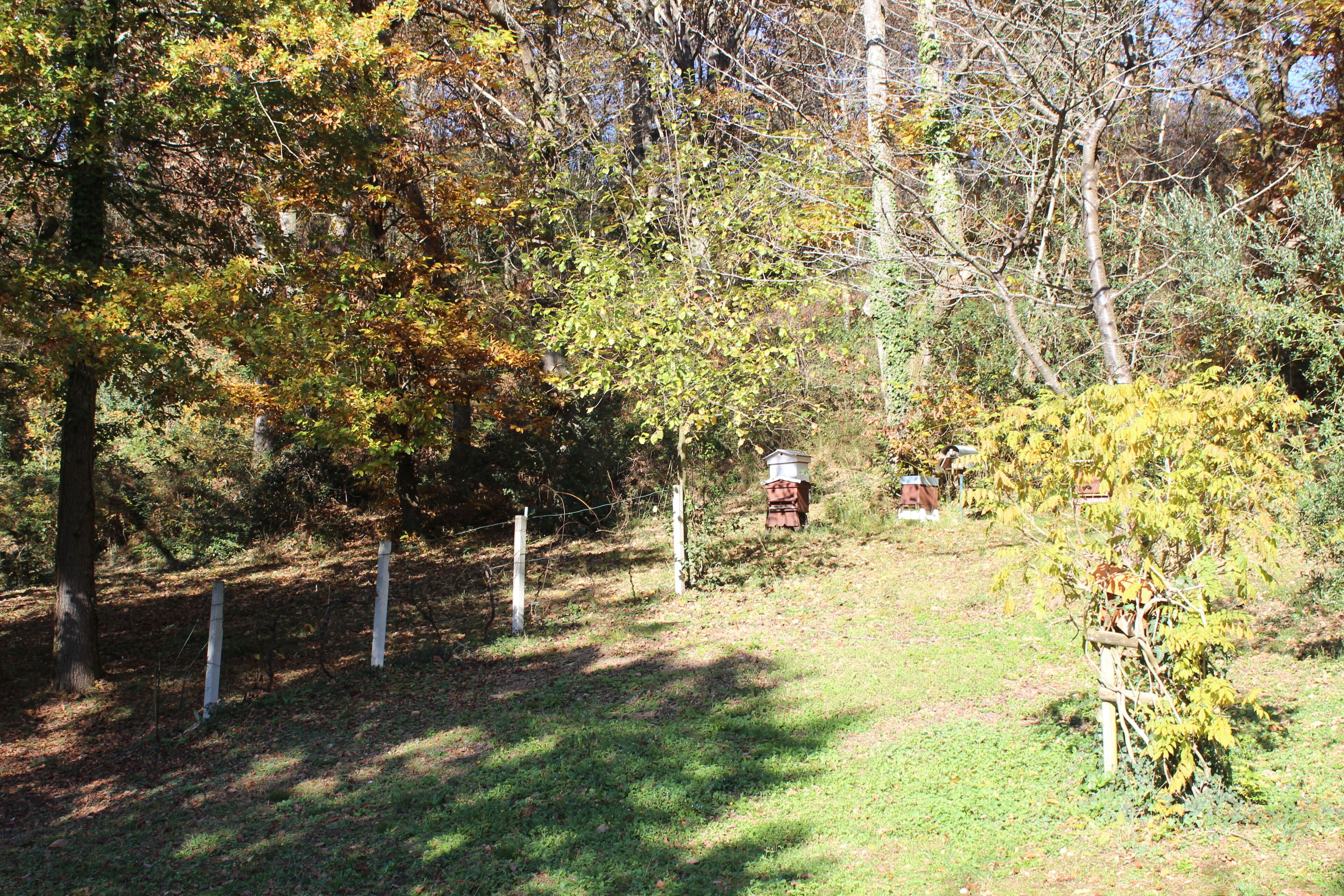 Une zone boisée avec un sentier, une clôture et une petite construction visible au loin.