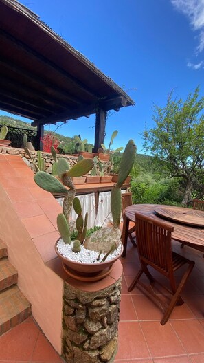 Un cactus dans un pot en terre cuite, sur une terrasse avec une table et des chaises en bois.